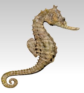 sea horse seahorse 3d obj
