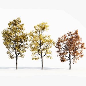 Acer buergerianum b 3D
