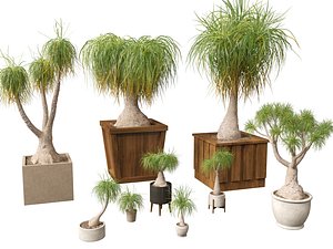 BEAUCARNIA recuvata - Ponytail palm 3D