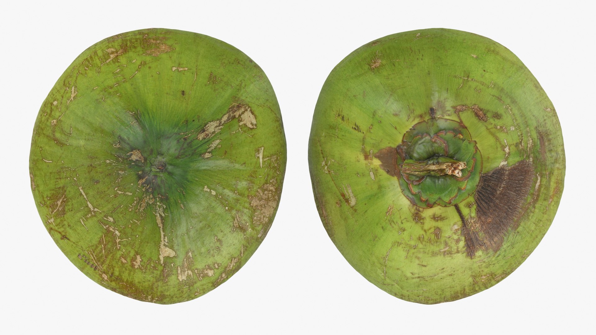 3D Green Coconut 01 https://p.turbosquid.com/ts-thumb/R0/yE8i4a/ai/greencoconut1_a0002/jpg/1732184031/1920x1080/fit_q87/c03e03491661be01bb005d7d25933c1b86fb19ce/greencoconut1_a0002.jpg