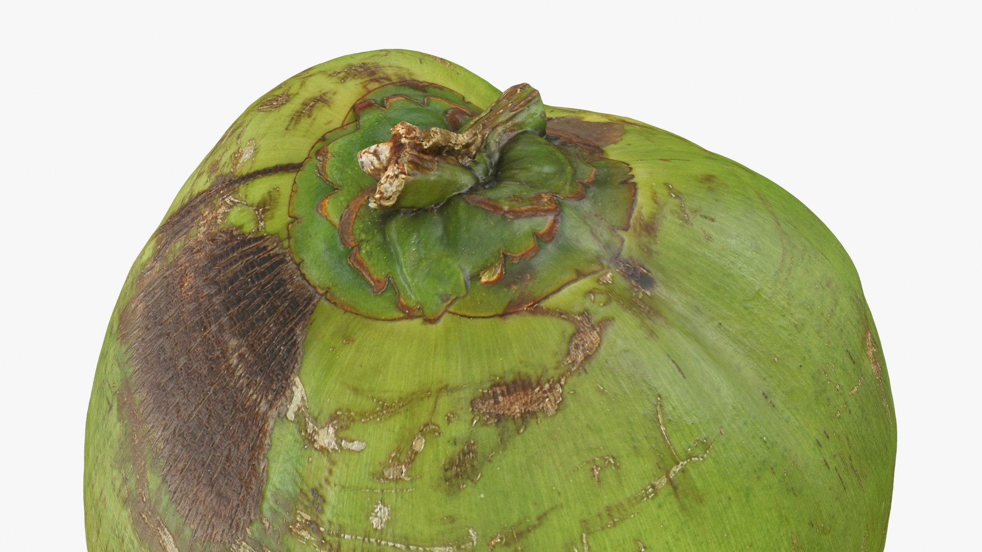3D Green Coconut 01 https://p.turbosquid.com/ts-thumb/R0/yE8i4a/fv/greencoconut1_b0016/jpg/1732184039/1920x1080/fit_q87/116d5cac9f9f6bb0252093b687f23e3fe57bd5a4/greencoconut1_b0016.jpg