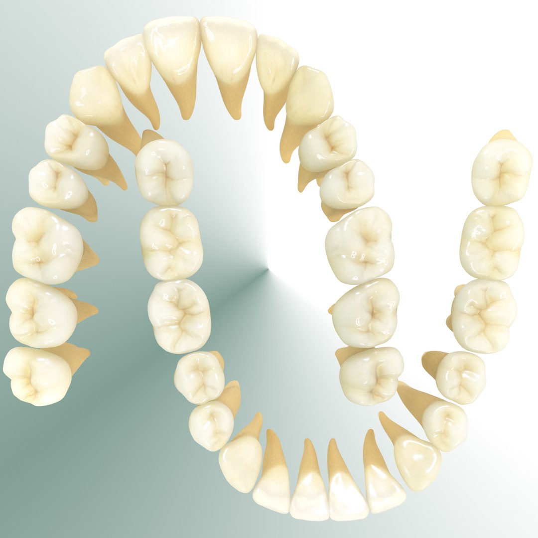 realistic teeth gums tongue max https://p.turbosquid.com/ts-thumb/R1/2M8Vpy/6fSZmLBb/closeup_03/jpg/1401745689/1920x1080/fit_q87/aa543ad9214378700b8e84ac2aeac9e39135e0e9/closeup_03.jpg