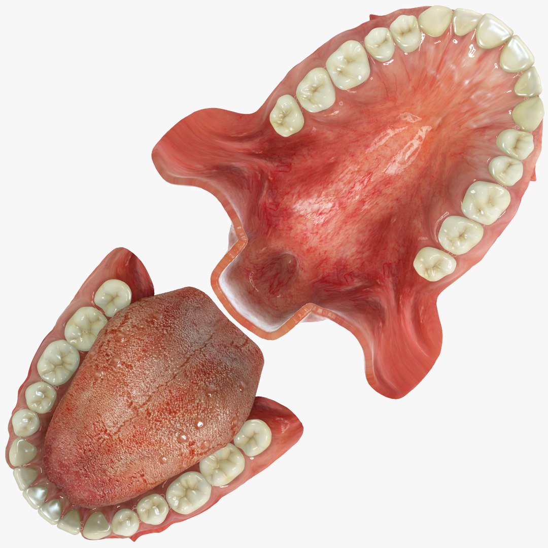realistic teeth gums tongue max https://p.turbosquid.com/ts-thumb/R1/2M8Vpy/JJJ3ugjb/arches/jpg/1401745689/1920x1080/fit_q87/29b51a354c0fb02bf6c3ca533eee0fabd2544aed/arches.jpg
