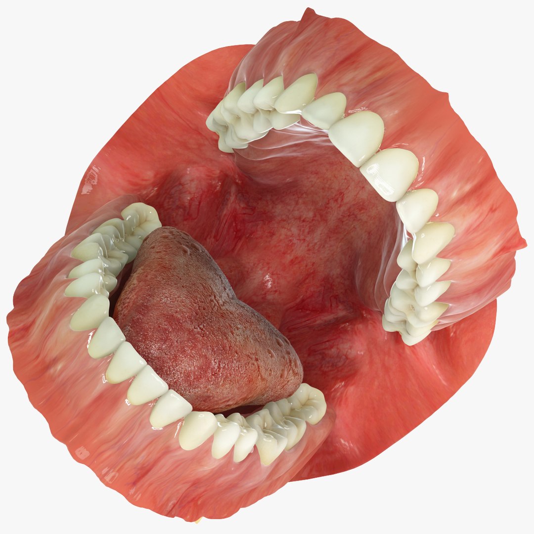 realistic teeth gums tongue max https://p.turbosquid.com/ts-thumb/R1/2M8Vpy/mTi9TDm5/open/jpg/1401745689/1920x1080/fit_q87/d0969c29ba019cdfb7955190079a1dfa1a313c35/open.jpg