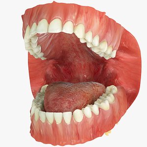 Permanent Dentition with Gums