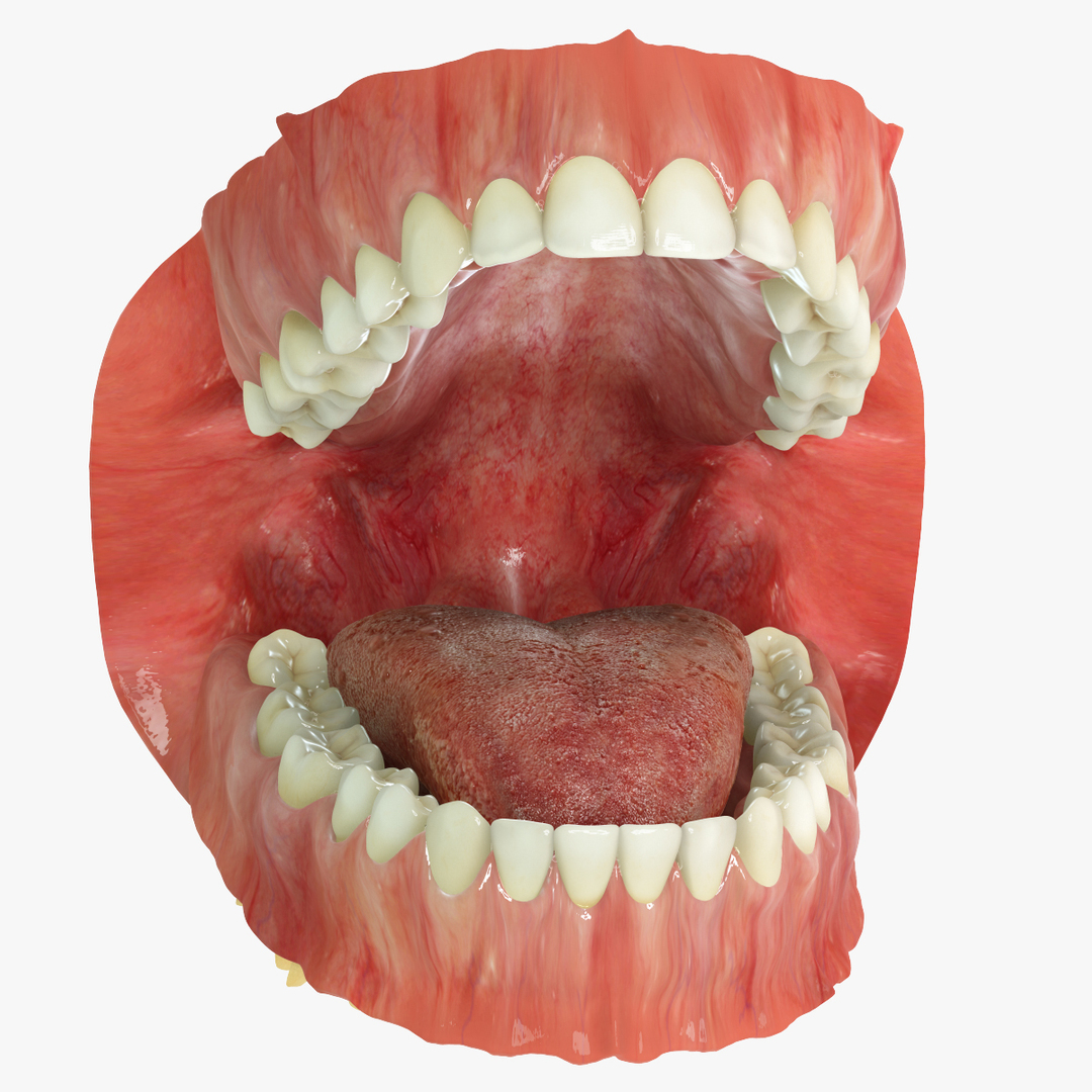 realistic teeth gums tongue max https://p.turbosquid.com/ts-thumb/R1/2M8Vpy/sTmSmSaJ/360/jpg/1401745762/1920x1080/turn_fit_q99/40d956149e42e68d4865ea58a662f2993a0e754d/360-1.jpg