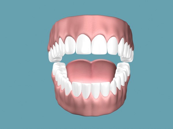 gums teeths tongue 3d model