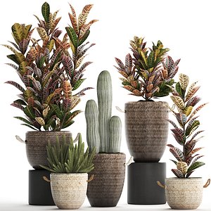 houseplants exotic plants croton 3D model