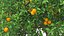 orange tree fruits model
