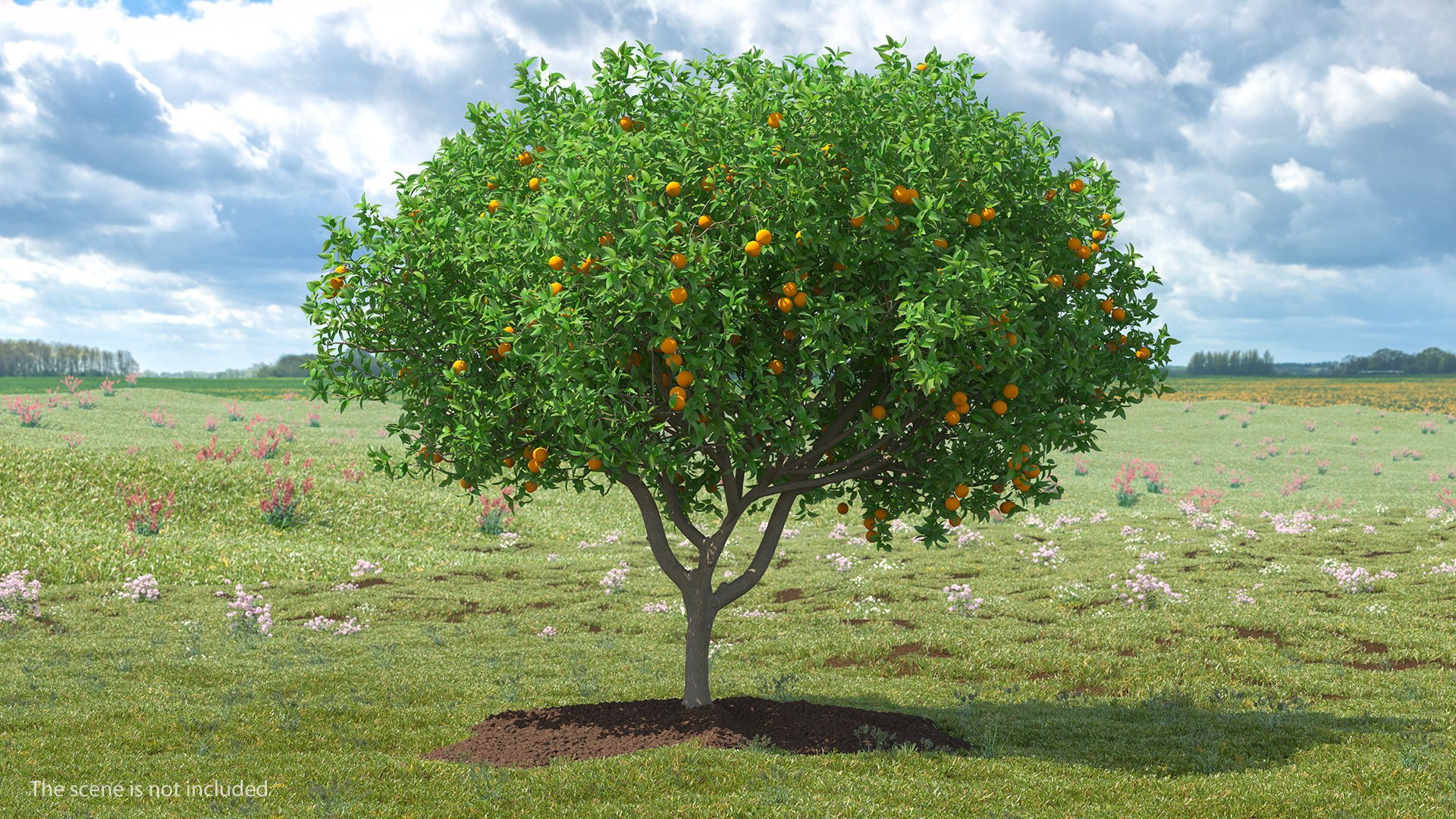 Orange Tree with Fruits 3D model preview