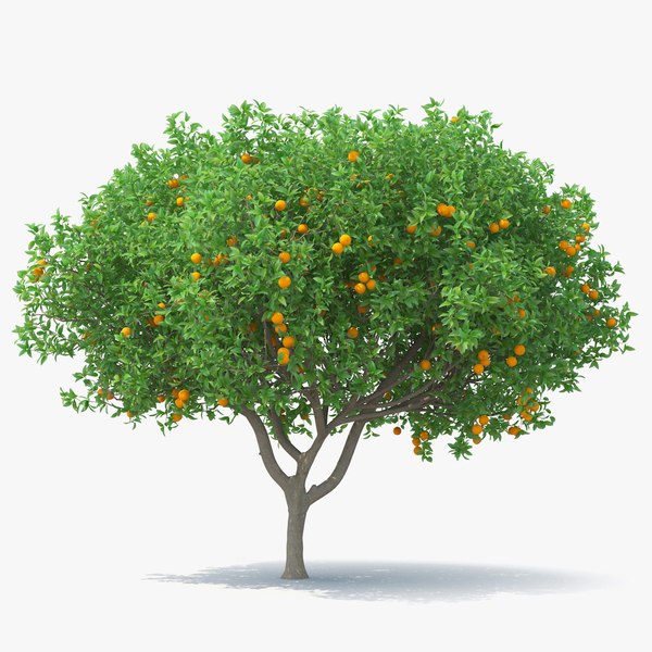 orangetreewithfruits3dsmodel000.jpg