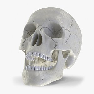 3D human skull model
