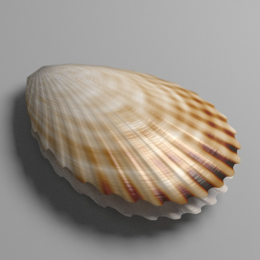 3d Scallop Shell 01 1