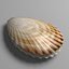 3d scallop shell