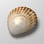 3d scallop shell