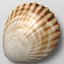 3d scallop shell