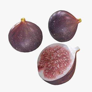 fig fruit model