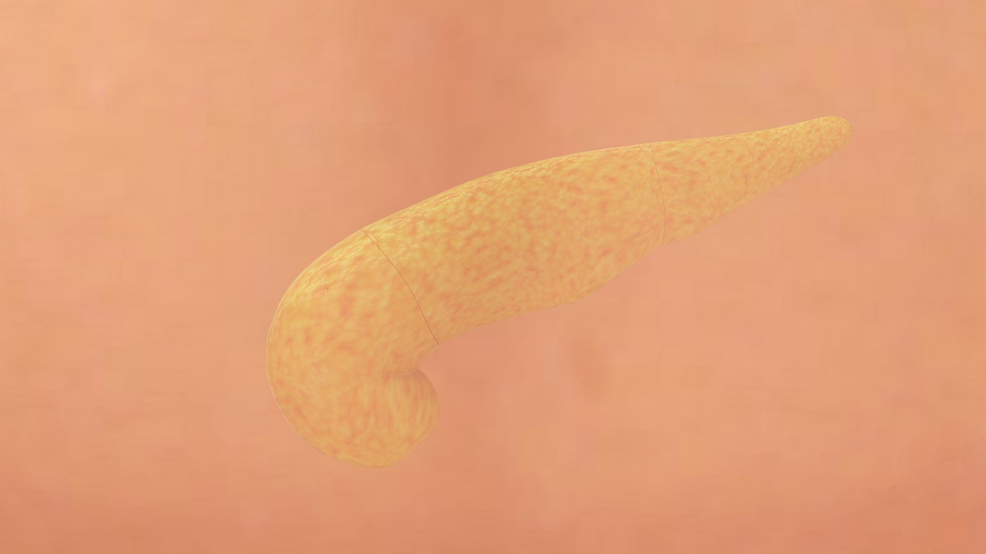 Human Natural Body With Pancreas 3D model https://p.turbosquid.com/ts-thumb/R1/ejoCTQ/1h/pancreas_0002/jpg/1660722133/1920x1080/fit_q87/679c9e04fc92b666b6d2be7464ba19076d64086e/pancreas_0002.jpg