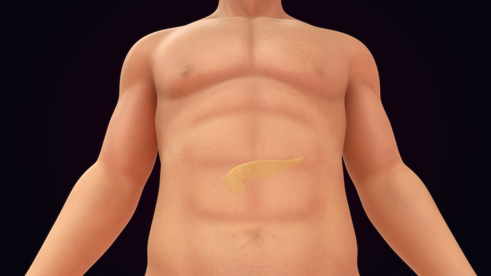 Human Natural Body With Pancreas 3D Model - TurboSquid 1944735