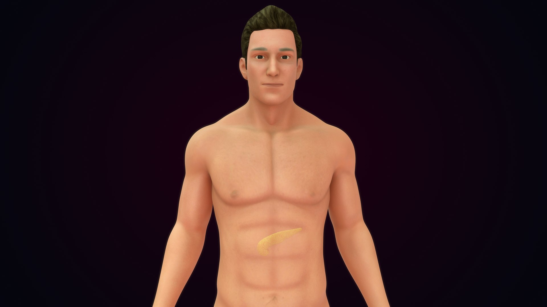 Human Natural Body With Pancreas 3D model https://p.turbosquid.com/ts-thumb/R1/ejoCTQ/CY/pancreas_0006/jpg/1660722132/1920x1080/fit_q87/8a5ccfd10d558f7c649eb6902400e600a645dc1d/pancreas_0006.jpg