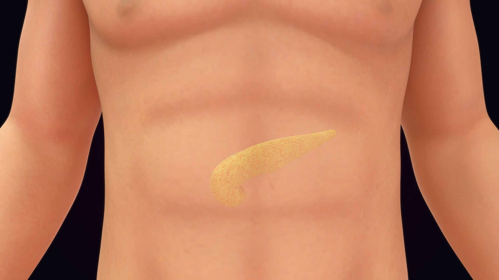 Human Natural Body With Pancreas 3D model https://p.turbosquid.com/ts-thumb/R1/ejoCTQ/E0/pancreas_0001/jpg/1660722128/1920x1080/fit_q87/1d16fa677ab055f24e27cd84ee0f32812178d09b/pancreas_0001.jpg