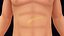 Corpo natural humano com pâncreas