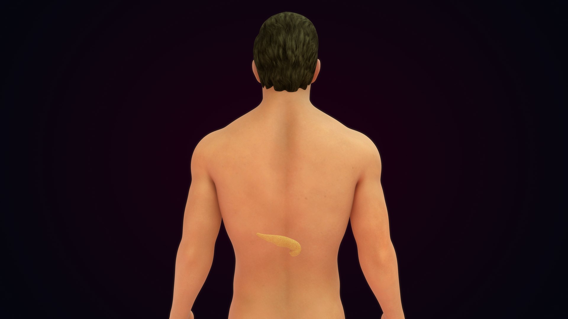 Human Natural Body With Pancreas 3D model https://p.turbosquid.com/ts-thumb/R1/ejoCTQ/G3/pancreas_0004/jpg/1660722128/1920x1080/fit_q87/abe0cfe76007a96da8b7b79a20707f78a8a6b7b6/pancreas_0004.jpg