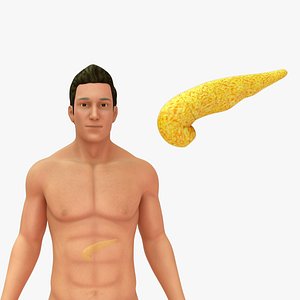 Human Natural Body With Pancreas 3D model