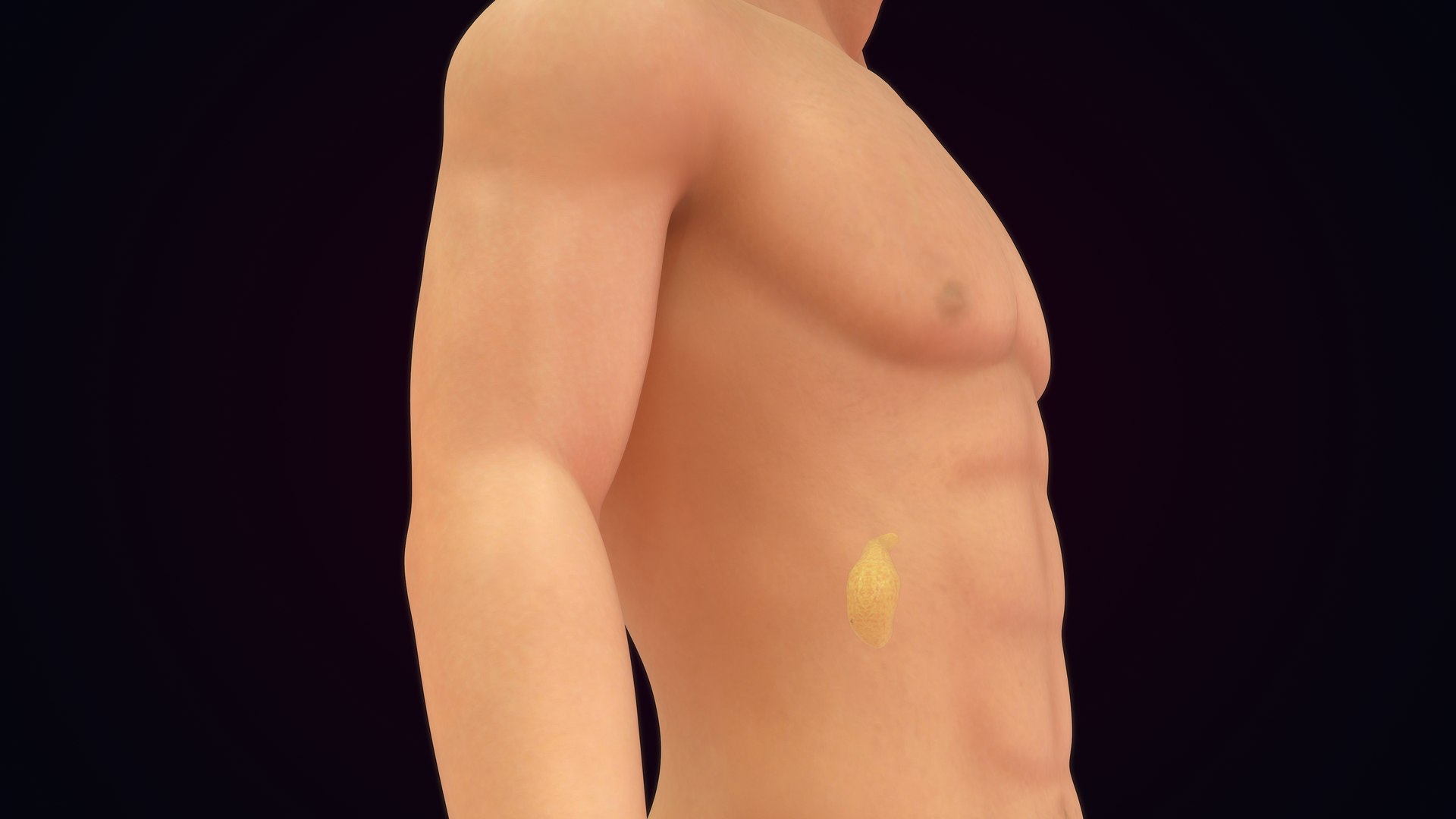 Human Natural Body With Pancreas 3D model https://p.turbosquid.com/ts-thumb/R1/ejoCTQ/Mh/pancreas_0009/jpg/1660722136/1920x1080/fit_q87/039baa8366c248b11fae42164632af836abb9e53/pancreas_0009.jpg