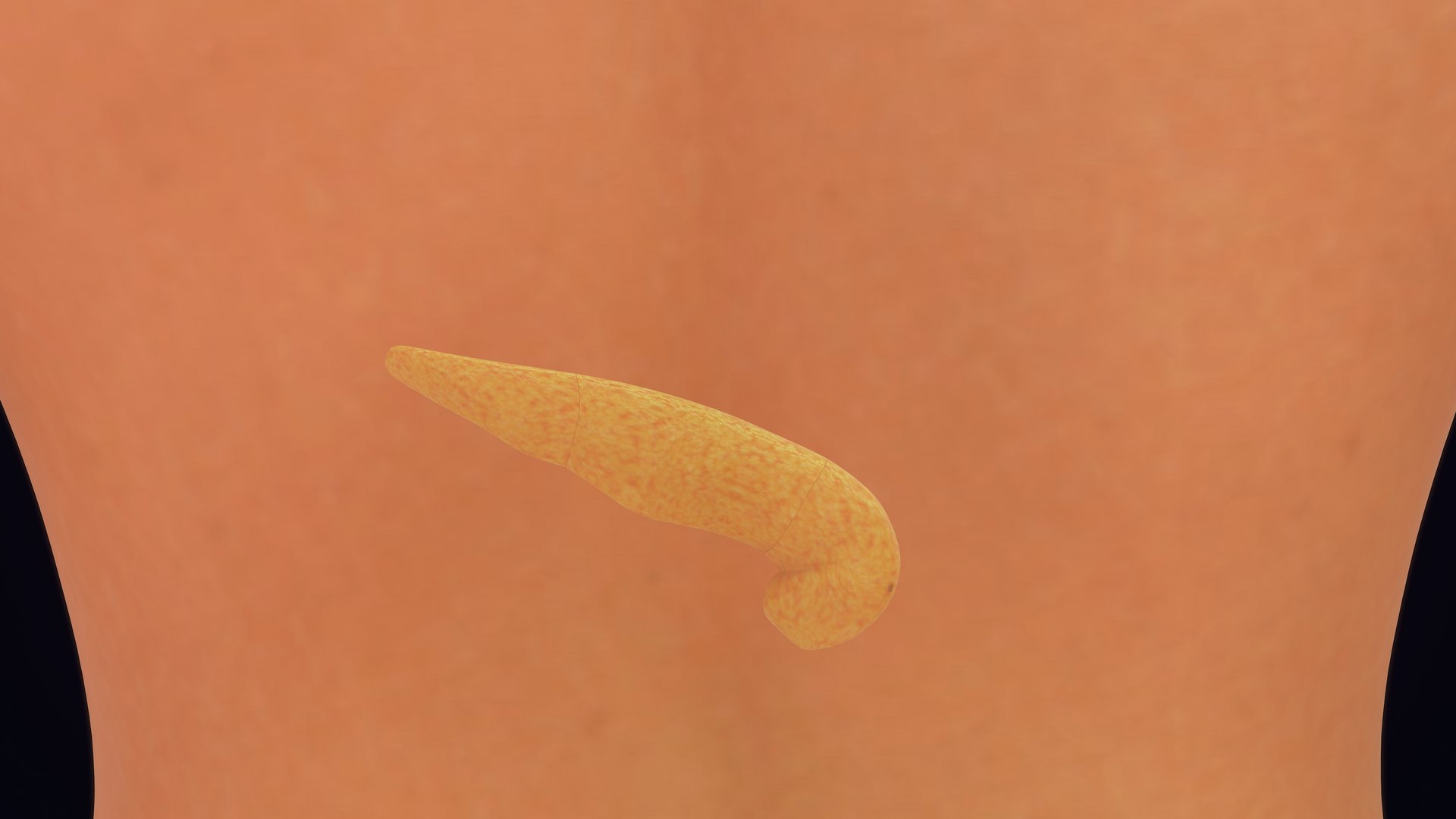 Human Natural Body With Pancreas 3D model https://p.turbosquid.com/ts-thumb/R1/ejoCTQ/Ny/pancreas_0010/jpg/1660722137/1920x1080/fit_q87/4e869dd36779b32cc71ca2c894b12a8aa3030992/pancreas_0010.jpg