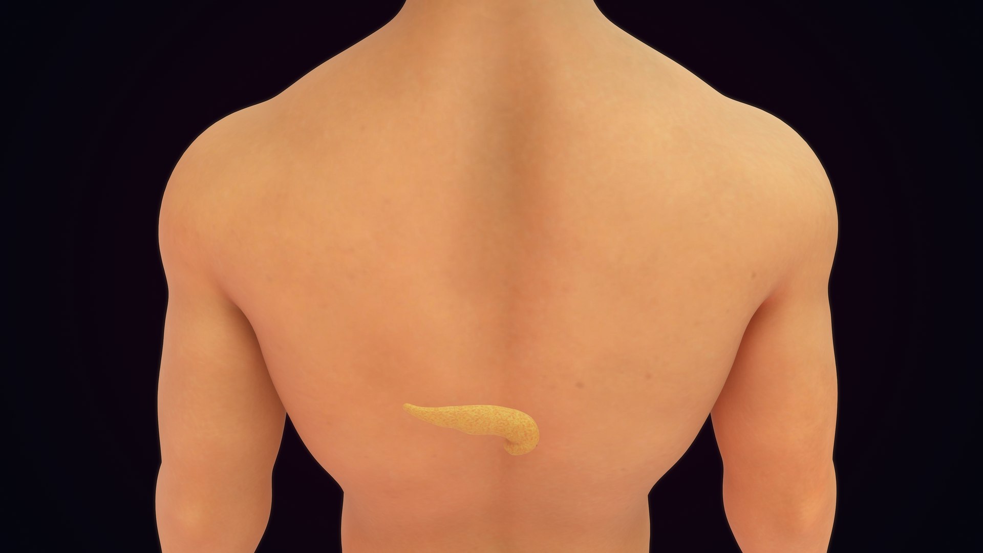 Human Natural Body With Pancreas 3D model https://p.turbosquid.com/ts-thumb/R1/ejoCTQ/aa/pancreas_0007/jpg/1660722133/1920x1080/fit_q87/e889007bf0c6d77a559fd2cdacaf00456a5b8b9e/pancreas_0007.jpg