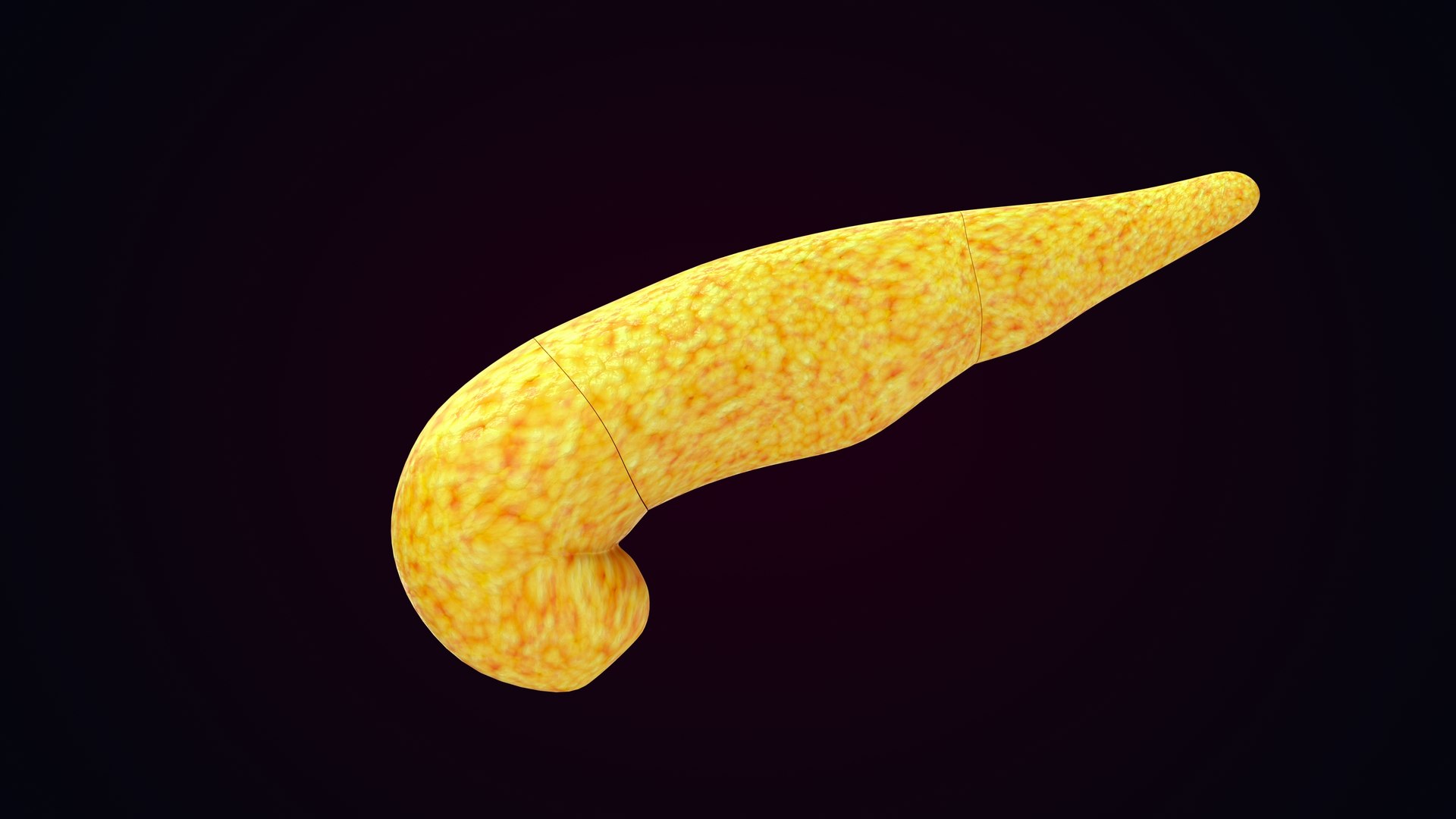 Human Natural Body With Pancreas 3D model https://p.turbosquid.com/ts-thumb/R1/ejoCTQ/e8/pancreas_0012/jpg/1660722143/1920x1080/fit_q87/fb2cf557015afb43439468b447e0a2190d1932cc/pancreas_0012.jpg