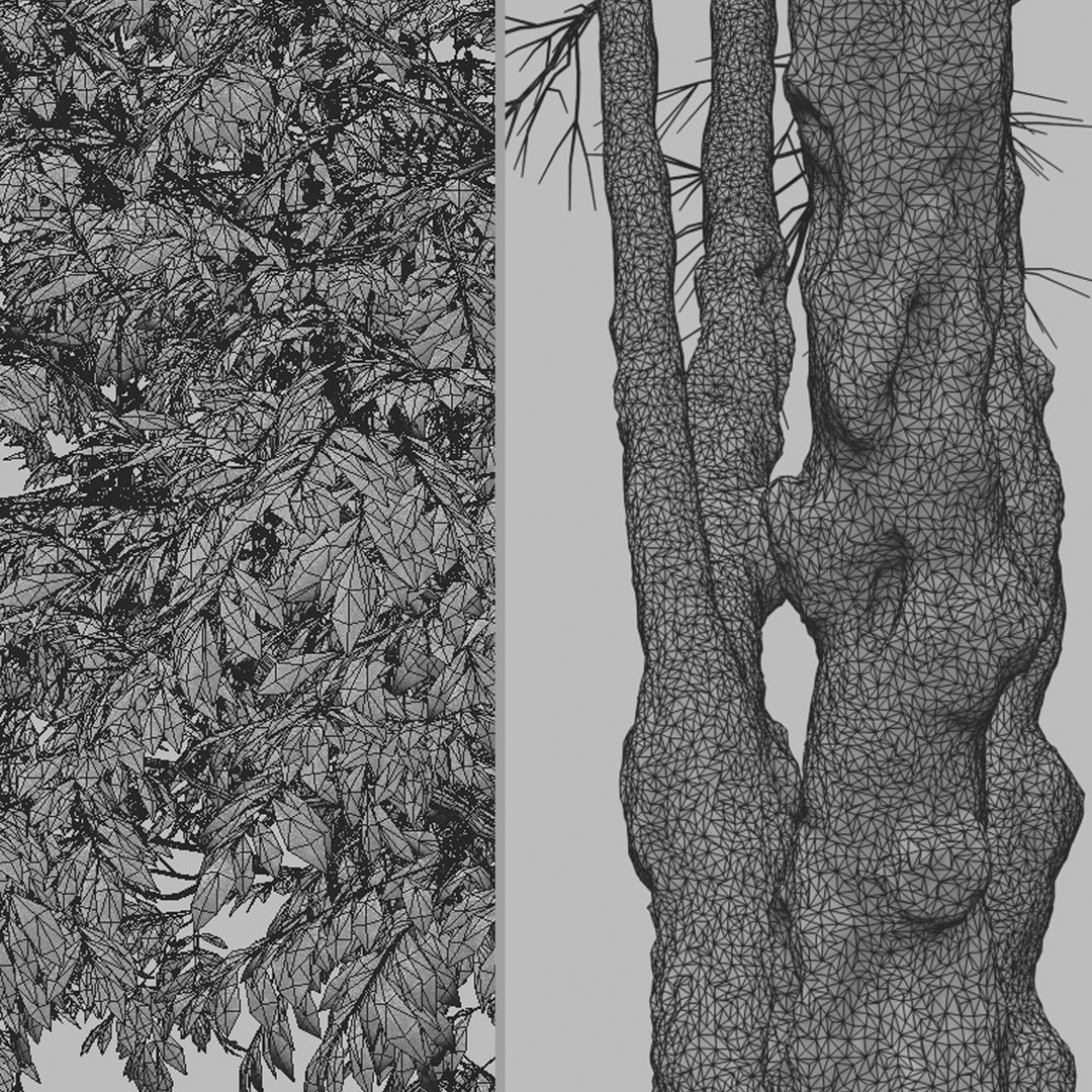 3D Set of Prunus serotina or Black cherry Tree model https://p.turbosquid.com/ts-thumb/R1/i2PHJC/Hn/prunusserotina4t/jpg/1664887827/1920x1080/fit_q87/c159983e17b3f3ab5622bd1251a9d22df8bc851c/prunusserotina4t.jpg