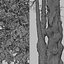 Set of Prunus serotina or Black cherry Tree