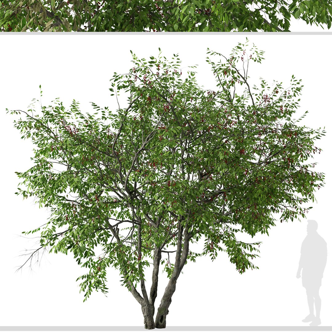 3D Set of Prunus serotina or Black cherry Tree model https://p.turbosquid.com/ts-thumb/R1/i2PHJC/Oa/prunusserotina2/jpg/1664887792/1920x1080/fit_q87/bbb3ba4fce27f8c3efee15639658a24bc70a3b99/prunusserotina2.jpg