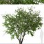 Set of Prunus serotina or Black cherry Tree