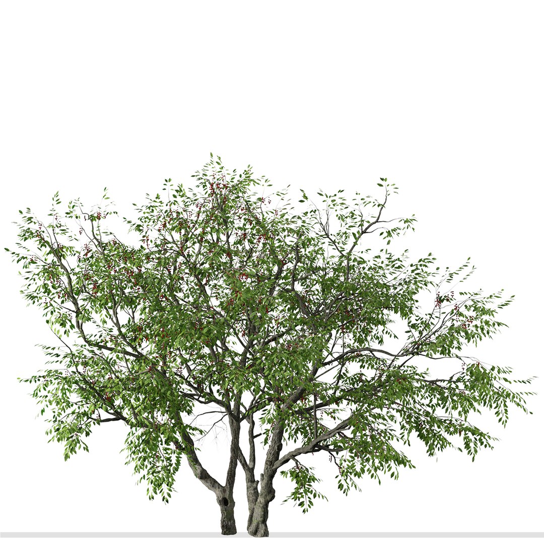 3D Set of Prunus serotina or Black cherry Tree model https://p.turbosquid.com/ts-thumb/R1/i2PHJC/Wx/prunusserotina5/jpg/1664888106/1920x1080/fit_q87/085361536498844d171511de12df60d5efe5031e/prunusserotina5.jpg