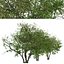 Set of Prunus serotina or Black cherry Tree