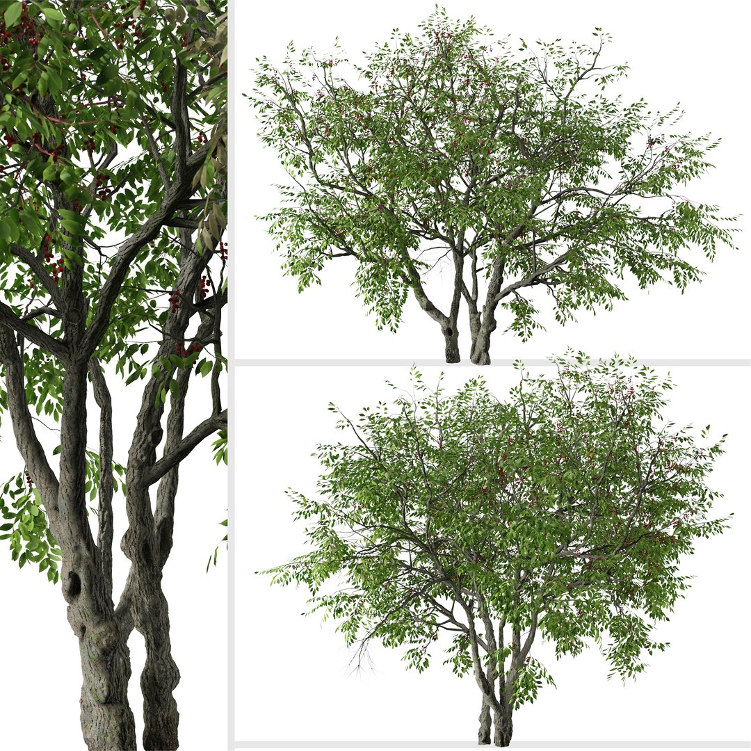 3D Set of Prunus serotina or Black cherry Tree model https://p.turbosquid.com/ts-thumb/R1/i2PHJC/fa/prunusserotina3/jpg/1664887810/1920x1080/fit_q87/65b27985427a3d6b25e28d0bfded06aed6c210c8/prunusserotina3.jpg