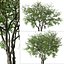 Set of Prunus serotina or Black cherry Tree
