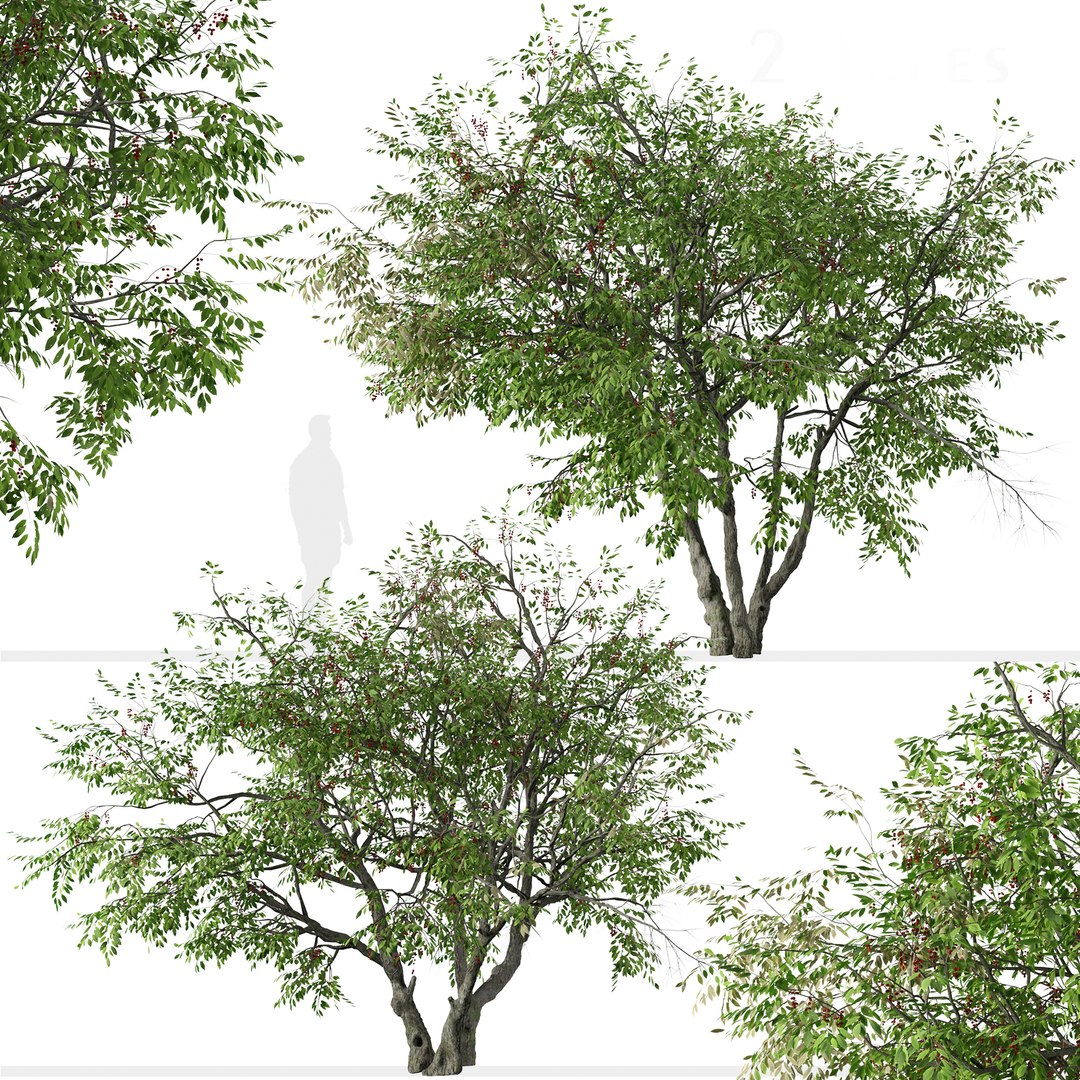 3D Set of Prunus serotina or Black cherry Tree model https://p.turbosquid.com/ts-thumb/R1/i2PHJC/hG/prunusserotinasett0/jpg/1664887935/1920x1080/fit_q87/4b071047347f5762eb0f192990504c34c10bbd89/prunusserotinasett0.jpg