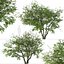 Set of Prunus serotina or Black cherry Tree