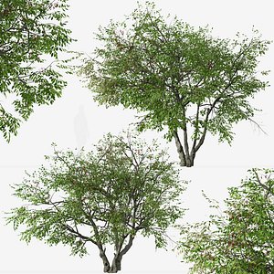 3D Set of Prunus serotina or Black cherry Tree model