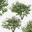 Set of Prunus serotina or Black cherry Tree