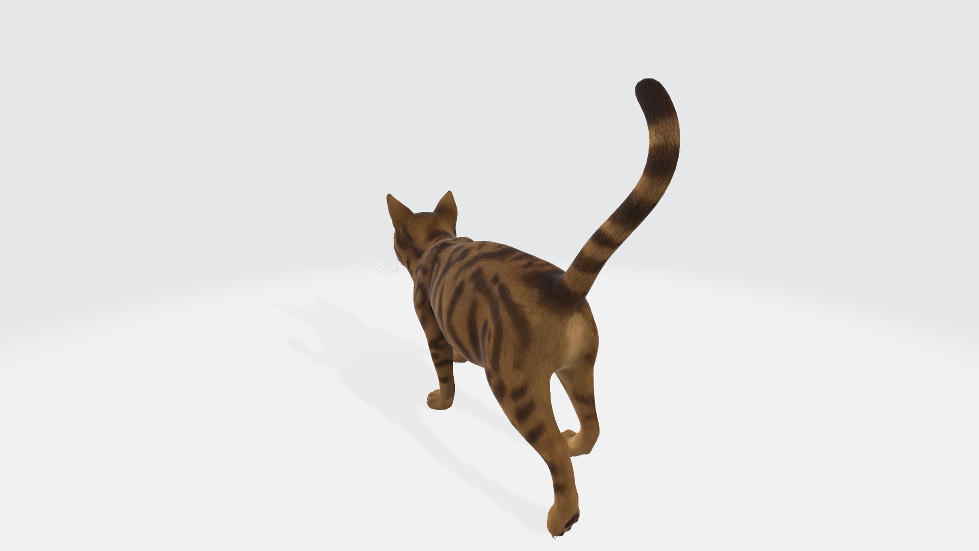 Cat 3D model https://p.turbosquid.com/ts-thumb/R2/3sXeyl/VH/cat00123/png/1731231313/1920x1080/fit_q87/9244c0e2cd87599a57c4198d86458dcf55319e21/cat00123.jpg