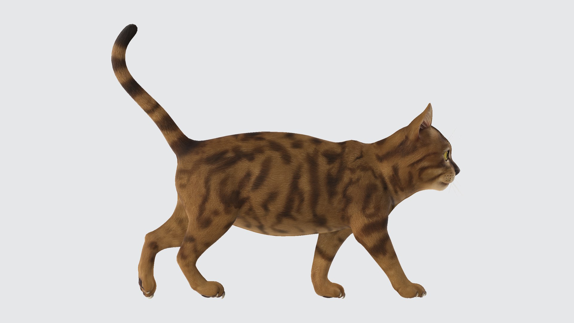 Cat 3D model https://p.turbosquid.com/ts-thumb/R2/3sXeyl/fR/cat00123456/png/1731231319/1920x1080/fit_q87/494b33b4d7e7414ac94c1221ce41d859110122a4/cat00123456.jpg
