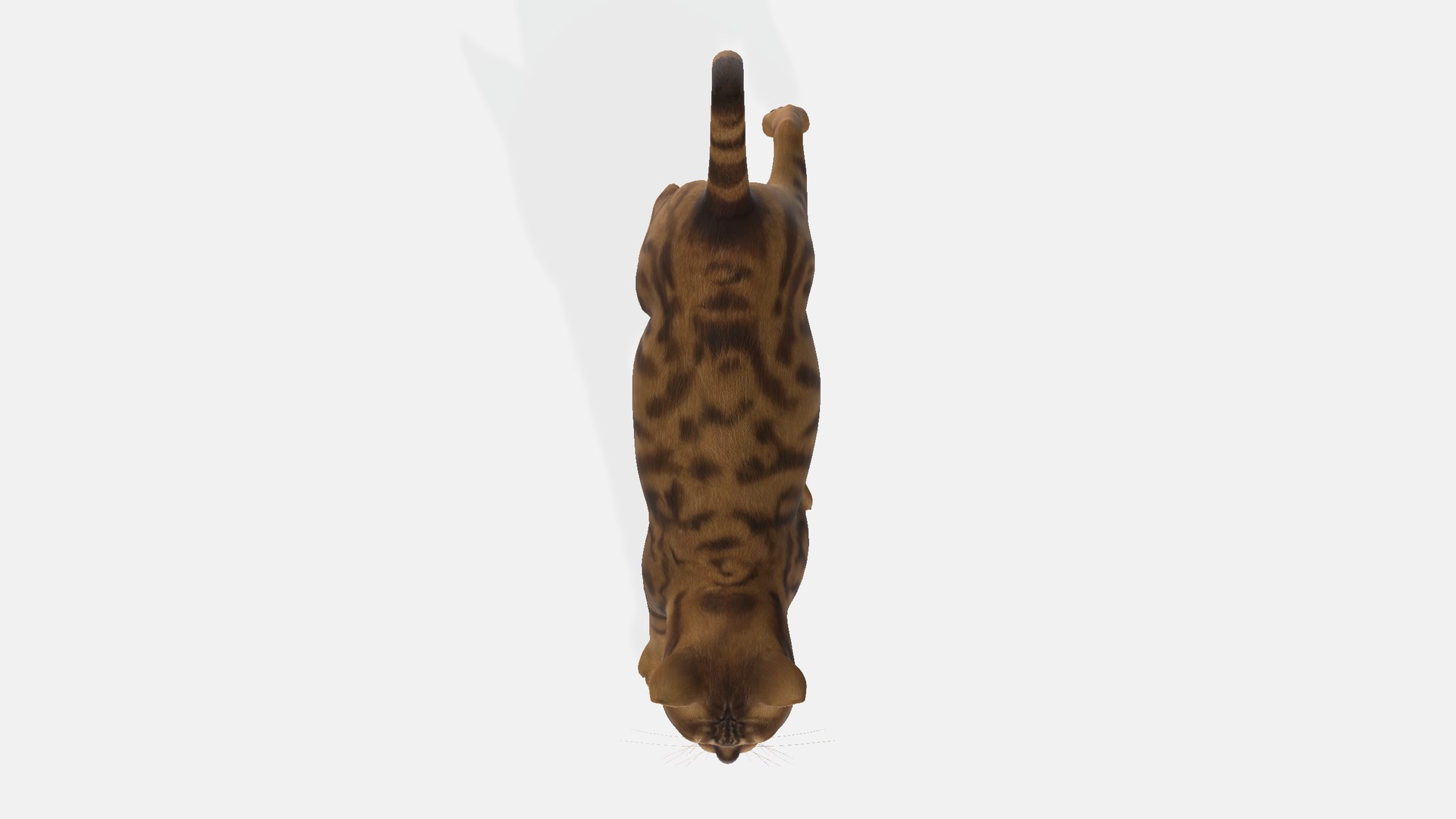 Cat 3D model https://p.turbosquid.com/ts-thumb/R2/3sXeyl/si/cat001234567/png/1731231321/1920x1080/fit_q87/4d72a3cf7aa295eac14ae7acba27ec38c697954f/cat001234567.jpg