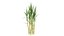 Sugarcane Plant Cluster Green