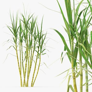 Sugarcane Plant Cluster Green