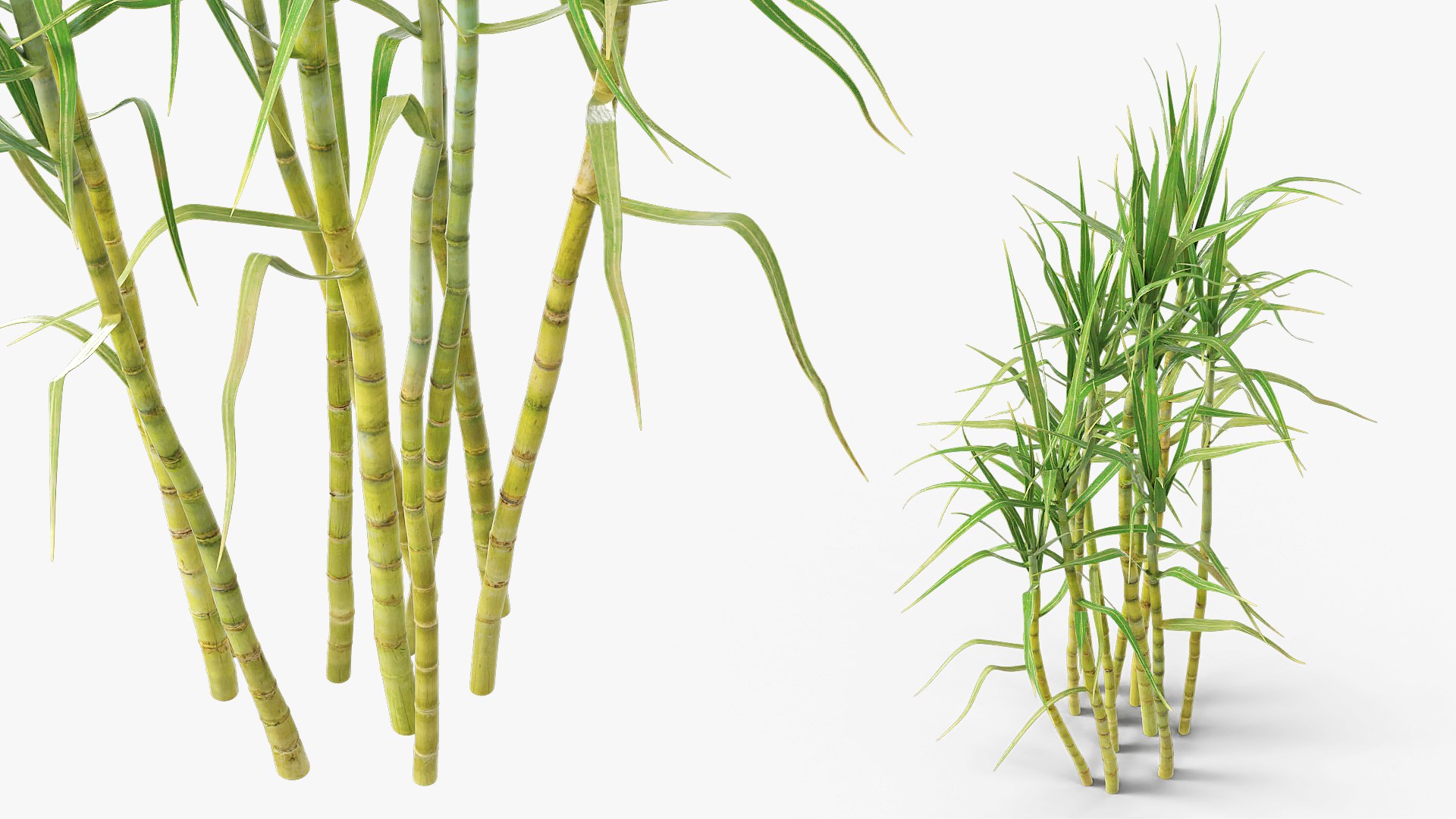 Sugarcane Plant Cluster Green 3D https://p.turbosquid.com/ts-thumb/R2/LNlhZi/vS/sugarcane_plant_cluster_green_004/jpg/1766143786/1920x1080/fit_q87/6454fc3447cbe1d9d00adfc048b5f1f3c38602ee/sugarcane_plant_cluster_green_004.jpg